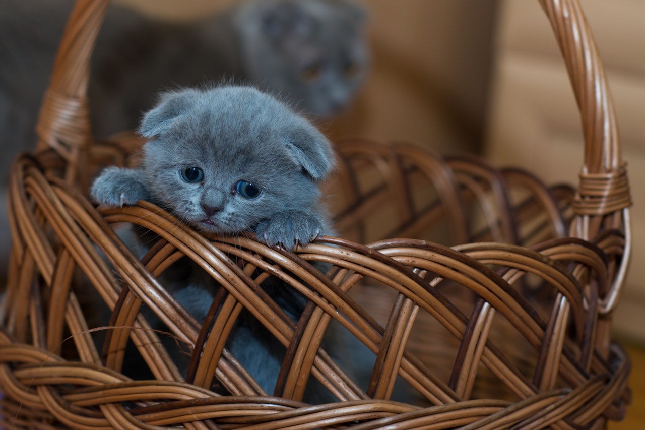 a cat in a basket